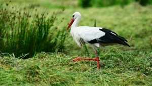 В Брянске возле Свенского монастыря переломали ноги аисту