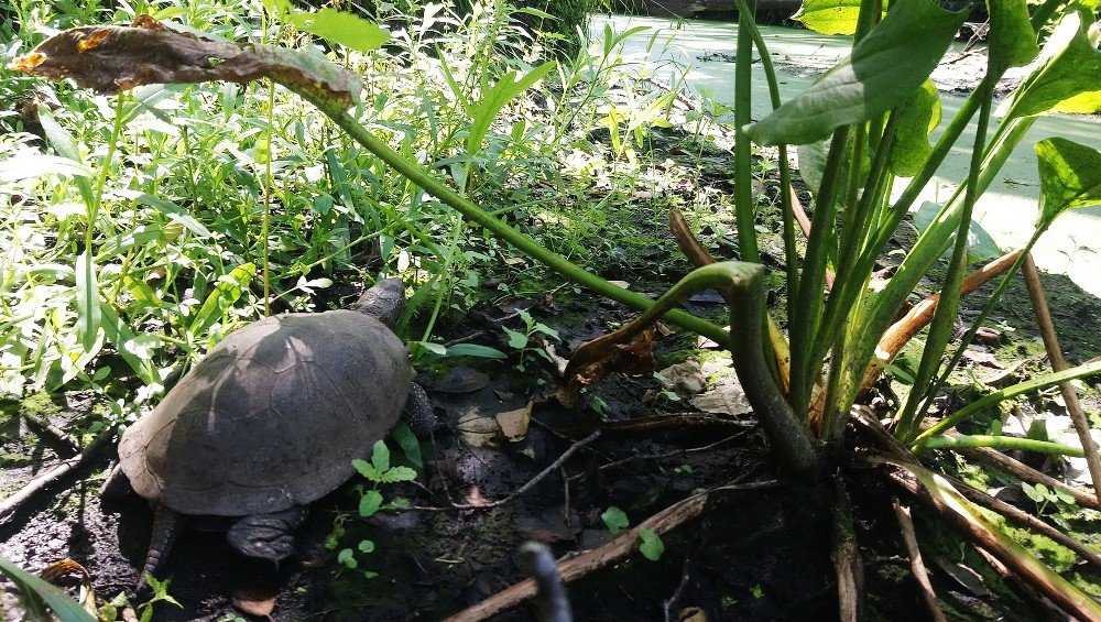 В «Брянском лесу» приютили двенадцатую болотную черепаху