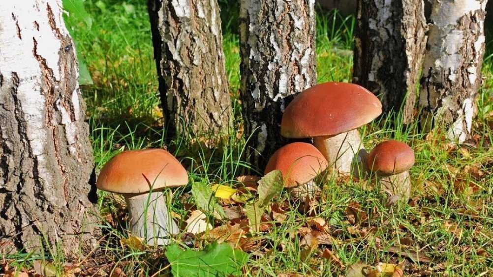 Телеканал «Россия 24» рассказал о ядовитых грибах из Брянской области