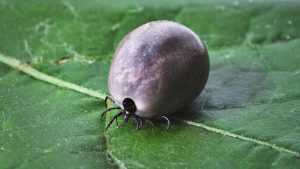 С начала года 1378 жителей Брянской области пострадали от клещей