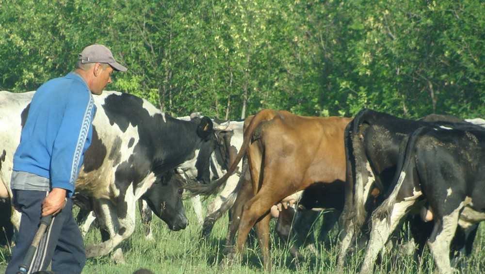 Брянские полицейские нашли похитителей 51 коровы