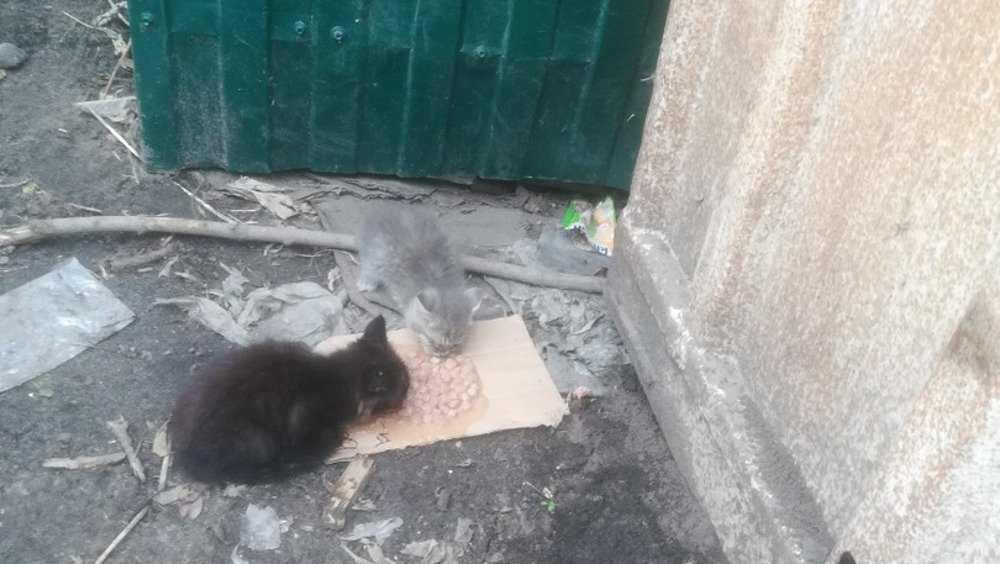 Жители Брянска обнаружили в мусорном контейнере выброшенных котят