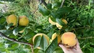 В Брянске садоводы вырастили роскошные персики