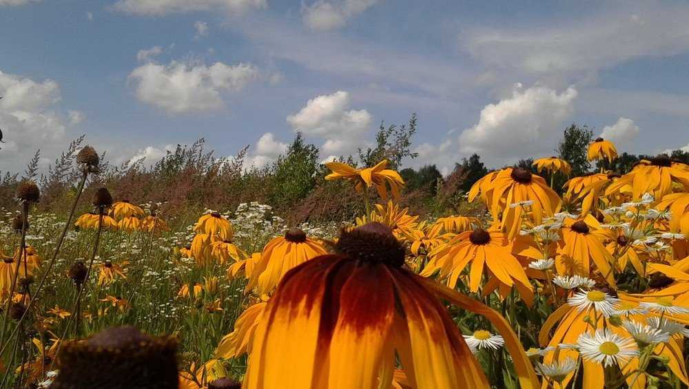 В среду в Брянске обещают грозу и до 30 градусов тепла