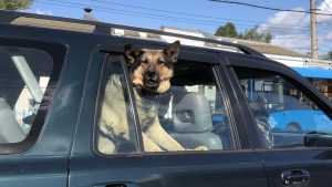 Жителей Брянска удивил автомобиль с привилегированными собаками