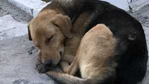 В Брянске пройдет благотворительный фестиваль «Дорогою добра»