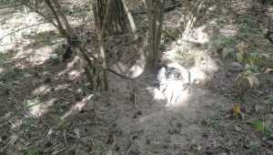 В брянском лесу собаку привязали к дереву и оставили на верную гибель