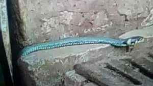 Голубая змея испугала жительницу Стародубского района