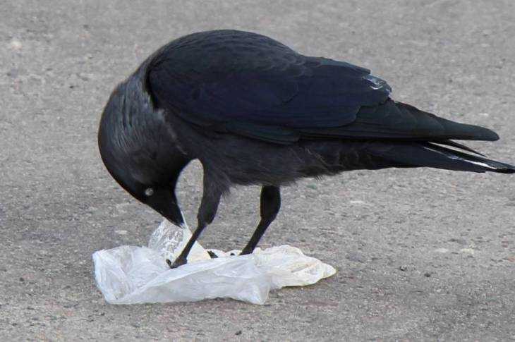 Продовольственная корзина брянской вороны