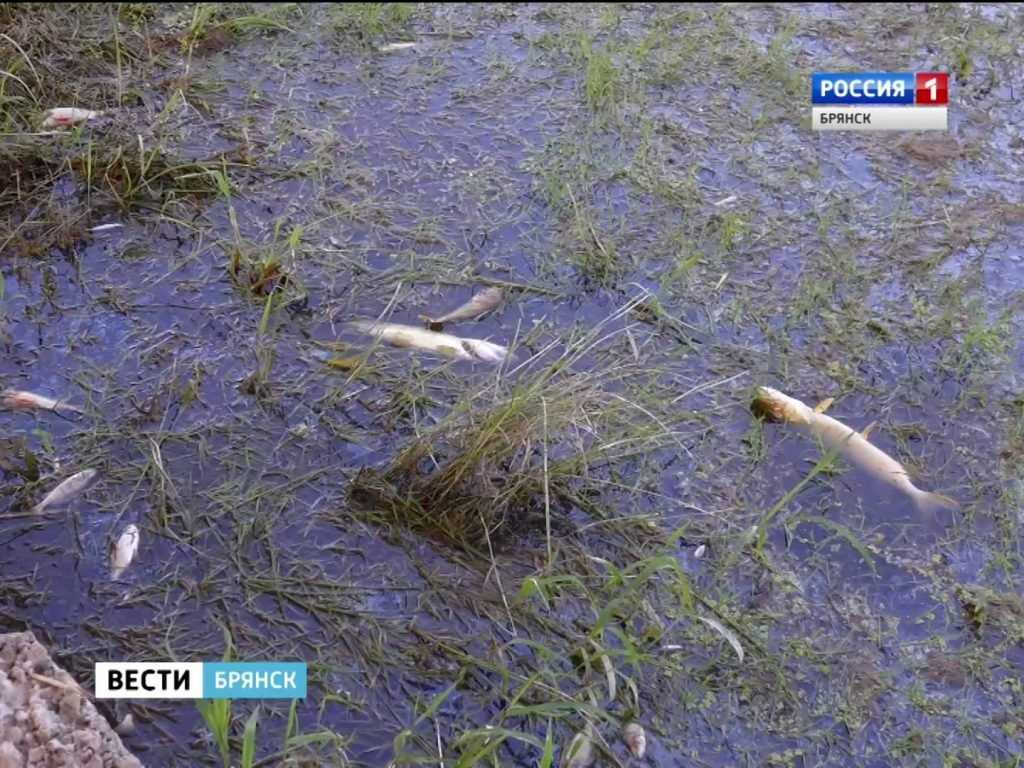 Брянская полиция начала расследования по факту загрязнения водоемов в Севском районе