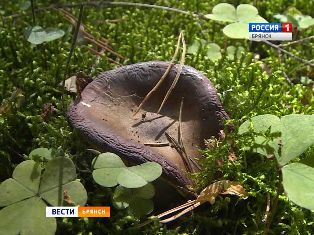 В Брянской области открыли грибной сезон