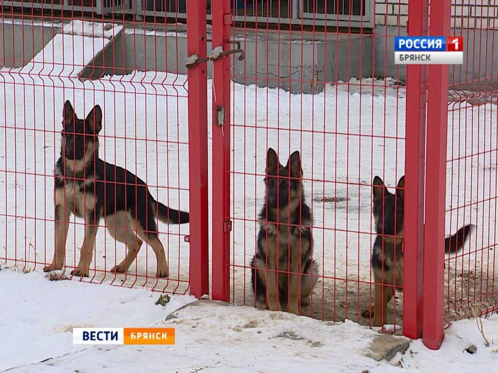 В Брянске открыли центр разведения служебных собак